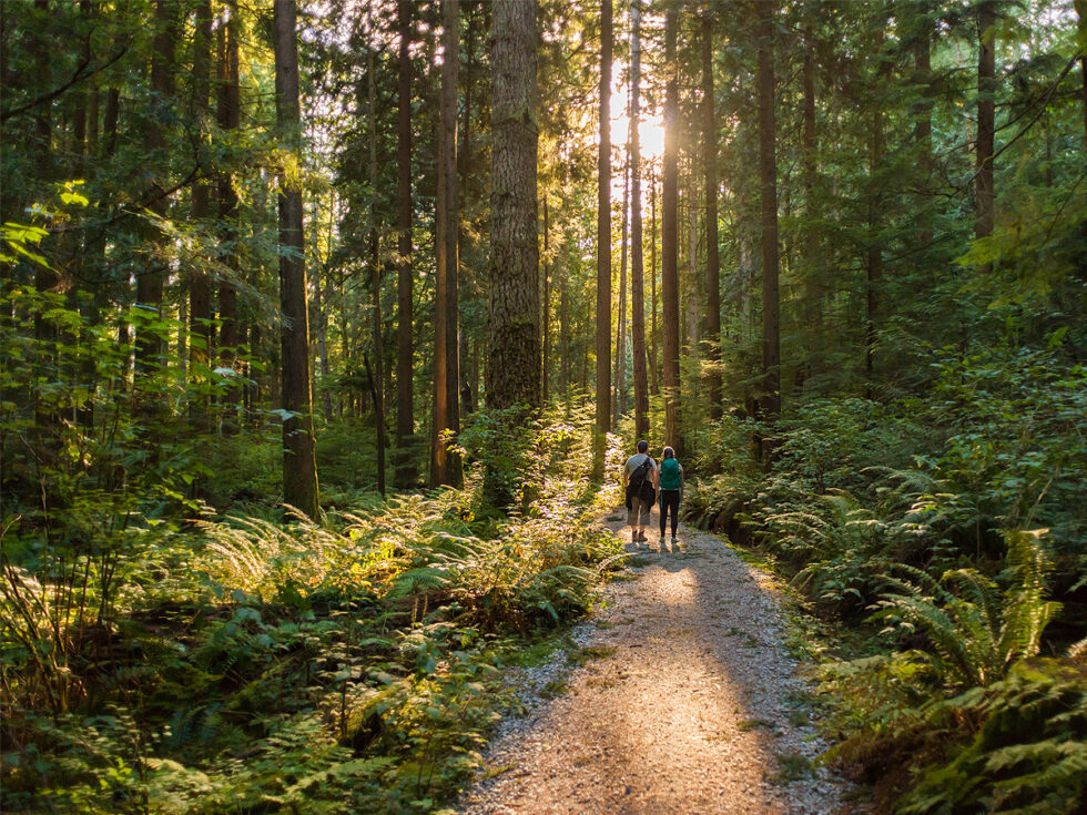 Forest Bathing Sunshine Rising
